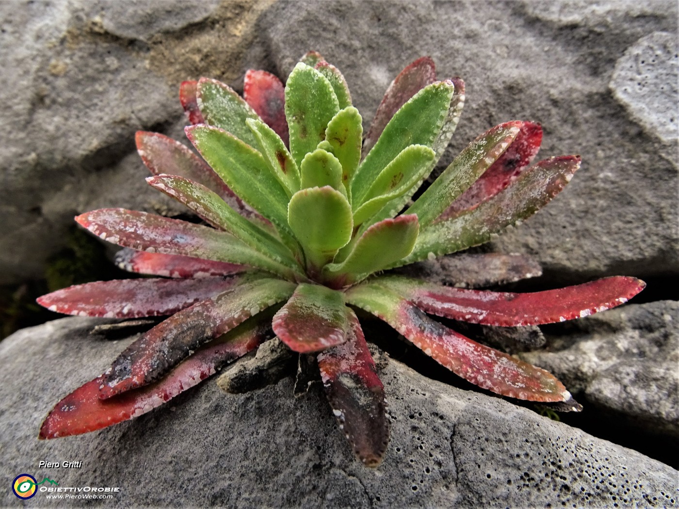 05 Saxifraga hostii ssp.rhaetica.JPG